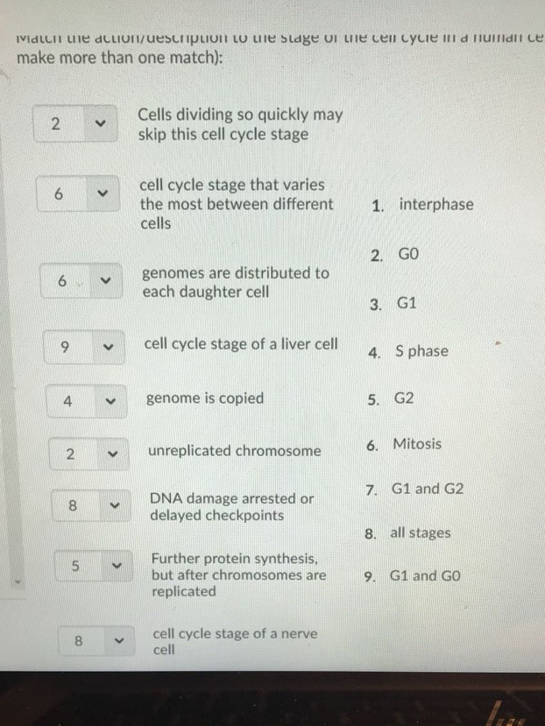 make more than one match): - Cells dividing so quickly may skip this cell cycle stage 2 v cell cycle stage that varies the most between different cells 1. interphase 2. GO 6genomes are distributed to each daughter cell 3. G1 cell cycle stage of a liver cell 4. S phase genome is copied 5. G2 4 6. Mitosis 2 unreplicated chromosome 7. G1 and G2 DNA damage arrested or delayed checkpoints 8 8. all stages 5 % Further protein synthesis, but after chromosomes are9. replicated G1 and GO 8 cell 8cell cycle stage of a nerve